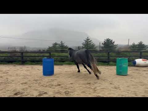 Connemara geldings - Image 2