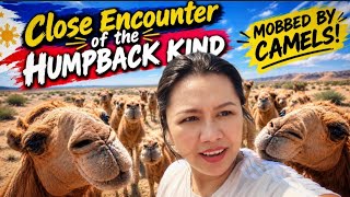 Close Encounter of the Humpback Kind:Mubbed by Camels!#pinay#pinayabroad#pinayinUAE#lifeinUAE