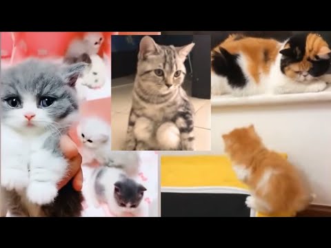 Omg So Cute Cats - Cute and Funny Cat Videos Compilation #03 | Animals | Baby cat | R Shahariya
