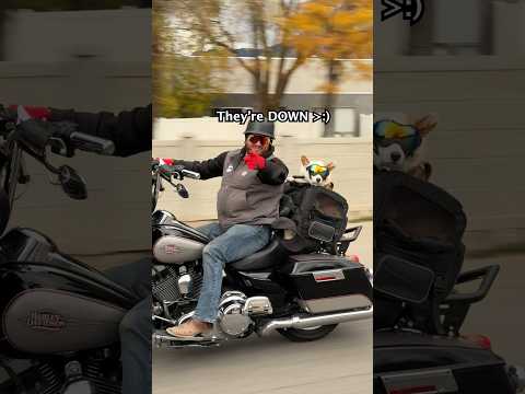 Spotted a corgi on a motorcycle… 🏍️💨📸📸 #cute #corgi #dogphotography