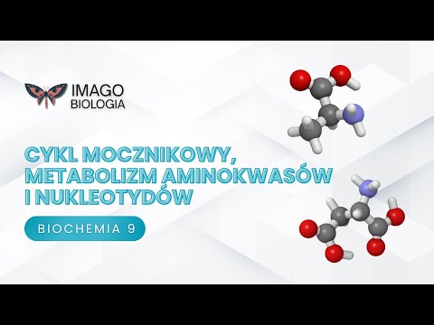 The urea cycle. Amino acid and nucleotide metabolism.