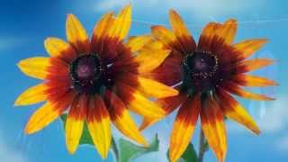 Joaquín Rodrigo, Concierto de Aranjuez. Paco de Lucía, guitarra