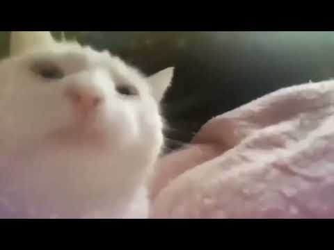 ImCatJam Song (2021) 1 hour