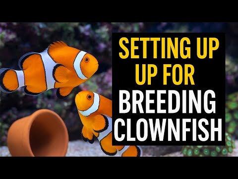 How to Set Up for Breeding Clownfish | Step-by-Step Tank Guide