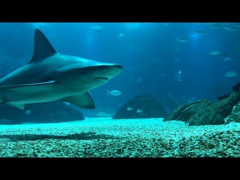 iPhone X - Timelapse - Oceanário de Lisboa (Lissabon)