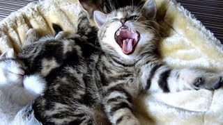 Cutest Cat Moments. Lullaby cute Kittens.