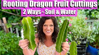 Rooting/Propagating Dragonfruit Cuttings 2 Ways - Soil & Water