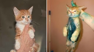 Смешные кошки и коты Смешные коты до слез – МатроскинТВ (Ожидание и реальность) 2019