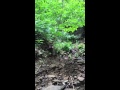 Sev The Husky Overcoming Fears
