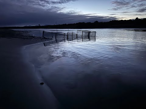 White Baiting 2025, The First 3 Days