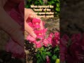MIND BLOWN 🤯🐉 #shorts #garden #snapdragon #flowers #dragon #mouth #backyard #homestead #mindblowing