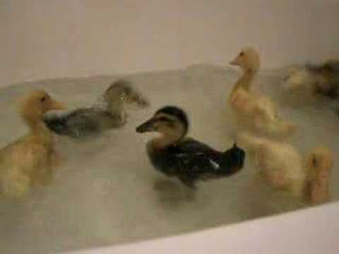 Патешка вана