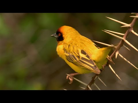 L’avanzato sistema di sicurezza dell’uccello tessitore