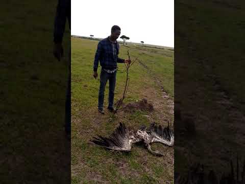 VULTURES DYING AS A RESULT OF RETALIATION