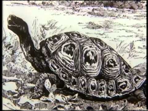 Mendel's peas genetics - Experiments that changed the world.