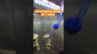Fancy oranda goldfish aquarium water change, came home to cloudy water