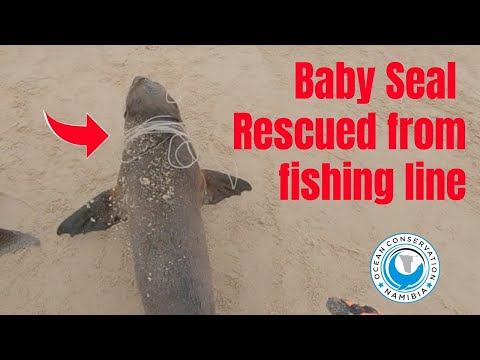2 Baby Seals RESCUED