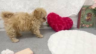 ハーフ犬の動画02