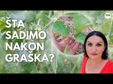 WHAT DO WE PLANT AFTER PEAS?