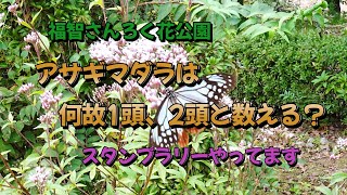 アサギマダラは何故、1頭2頭と数える？