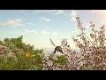 Natural Beauty Logo Animation Forest Logo Intro After Effect Logo Animation Template Intro ID 201
