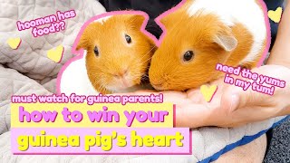 How To Make Your Guinea Pig Love You: Ep.2 | Tips For Beginners | GuineaDad