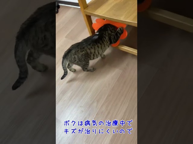 0010 続・はなびらになったトラ吉