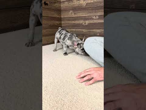 Video 5
