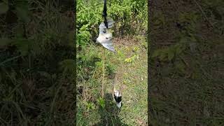 Download lagu cara jitu memikat burung CENDET mp3