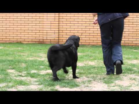 Konsul Lab Zarina - 9 months old