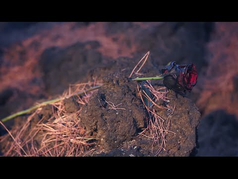 MAIK BRAIN - BLACK ROSE (OFFICIAL VIDEO)