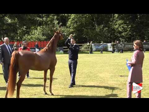 N.25 EUROBELLE KA - Bruges 2015 National - Fillies 3 years old (Class 5)