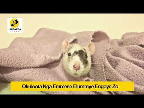 Okuloota Nga Emmese Elummye Engoye Zo - Ebirooto Namakulu Gaabyo - Buganda Ekkula