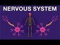 Nervous System - Get to know our nervous system a bit closer, how does it works? | Neurology