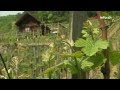 A taste for Swiss wine