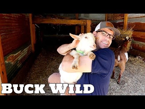 We Got a NEW Buck (Let's Talk Goats!) - Nigerian Dwarf Goats