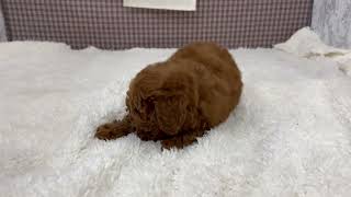 トイプードルの動画01