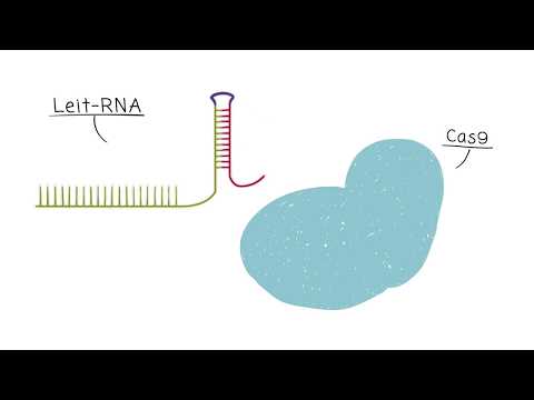 CRISPR/Cas 9 Erklärvideo - Open Science