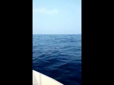 Blue whales in Trincomalee Sri Lanka!