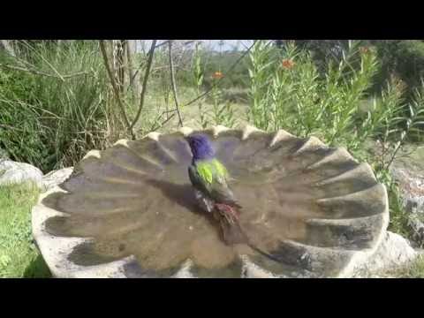 Painted Bunting and Summer Tanager in bath