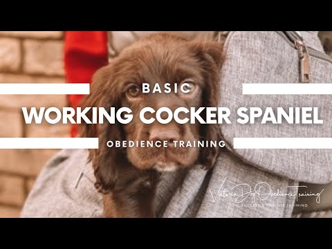 Victoria Dog Obedience Training video.