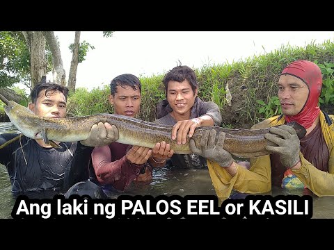 Paghahanap at Paghuli sa malaking PALOS EEL or KASILI !! part2