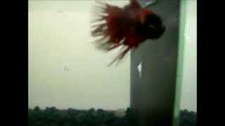 BETTERAS CON FILTRO DE CASCADA