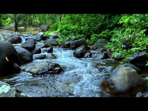 Live Relaxing River Sounds for Deep Sleep 🌊 | No Talking | Nature Ambience