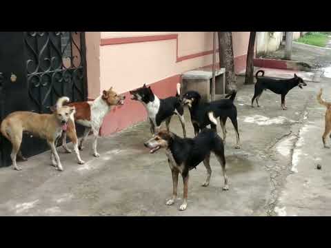 Dog's fight funny 🤣 tons #dog #funny #doglover #funnyvideos 🤣