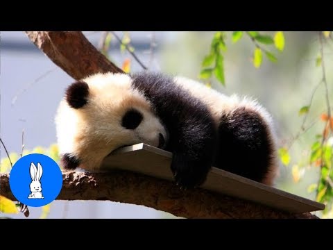 Clumsy Baby Panda Cubs - CUTEST Compilation