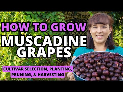 The BEST Muscadine Grape Grow Guide - How To Grow Muscadine Grapes At Home #grape  #garden #fruit