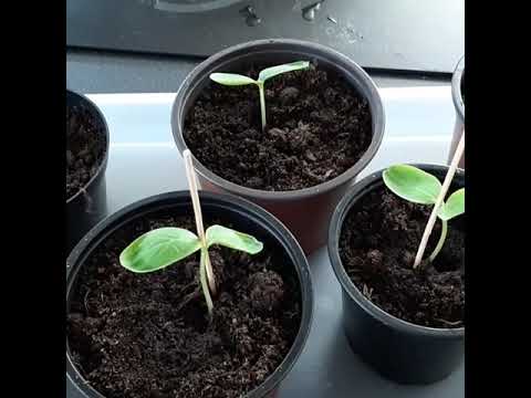 Anniqa försöker bli självförsörjande på grönsaker