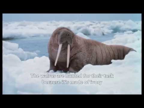 Top 10 Animals in Danger