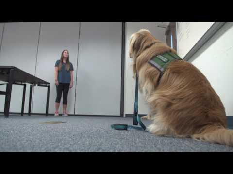 Fostering young service dogs a labor of puppy love for UF students